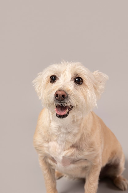 White dog being cute in a studio