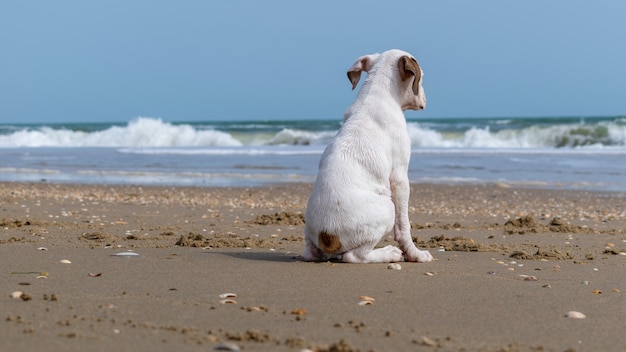 White dog sitting on the beach surrounded by the sea under the sunlight - concept of loneliness