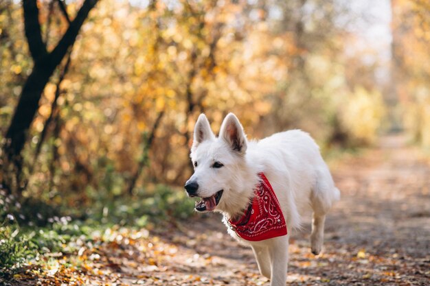 White dog walking in autumn park