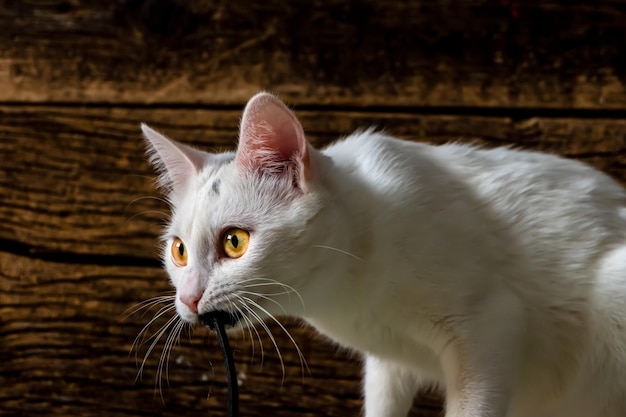 Free photo white domestic cat caught a prey starring at angle on the foreground of a dark wooden background