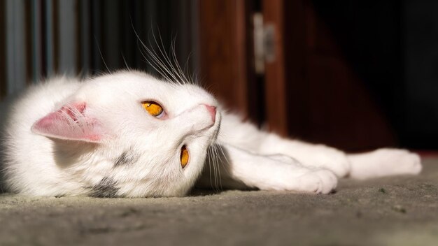 White domestic cat looking straight at the camera with yellow greenish eyes laying