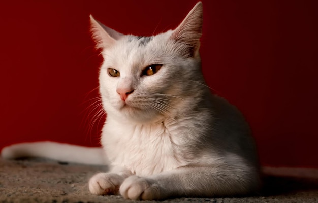 Free photo white domestic cat making a grumpy face in front of the camera red background