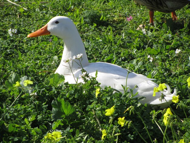 White domestic duck in a garden during daytime