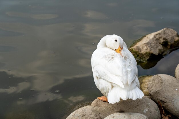 White duck sleeping on the lakeshore with its head on the back