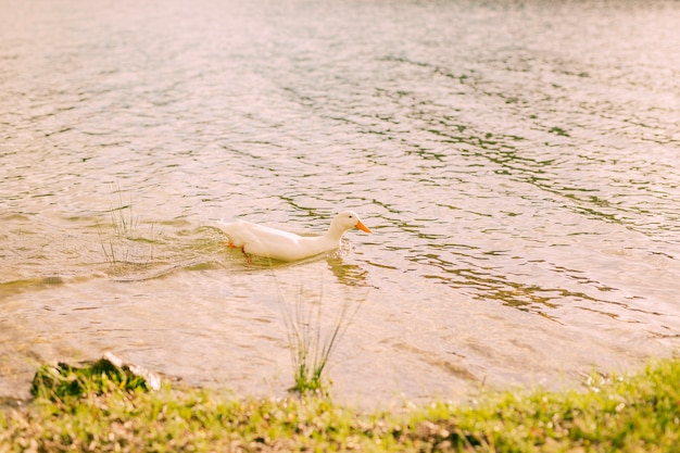 White duck swimming in river on sunny day