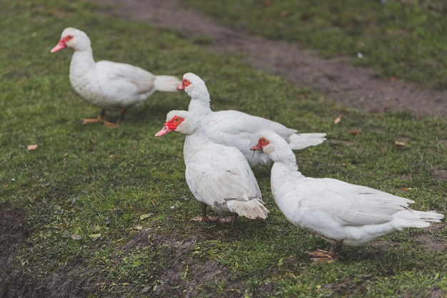 White ducks on green grass