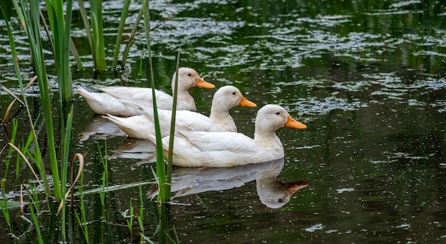 Free photo white ducks swimming in a pond