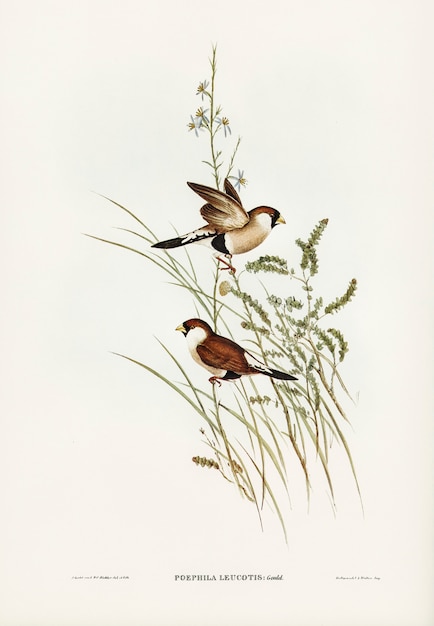 Free Photo white-eared grass finch (poephila leucotis) illustrated by elizabeth gould 