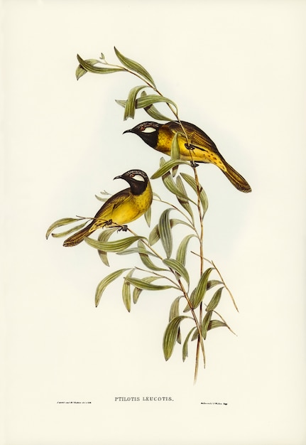 White-eared Honeyeater (Ptilotis leucotis) illustrated by Elizabeth Gould 