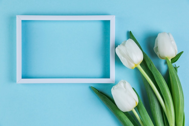 White empty frame with fresh tulips against blue background