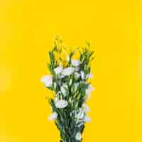 Free photo white eustoma flowers against yellow background