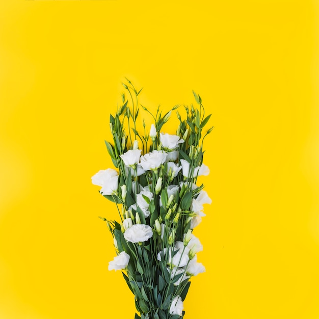 White eustoma flowers against yellow background