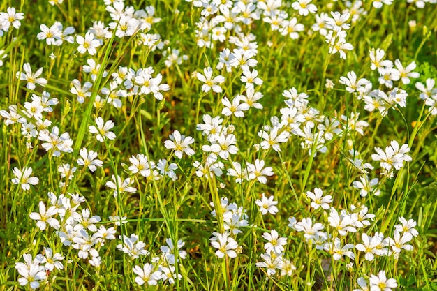 Free Photo white field flowers on a sunny day