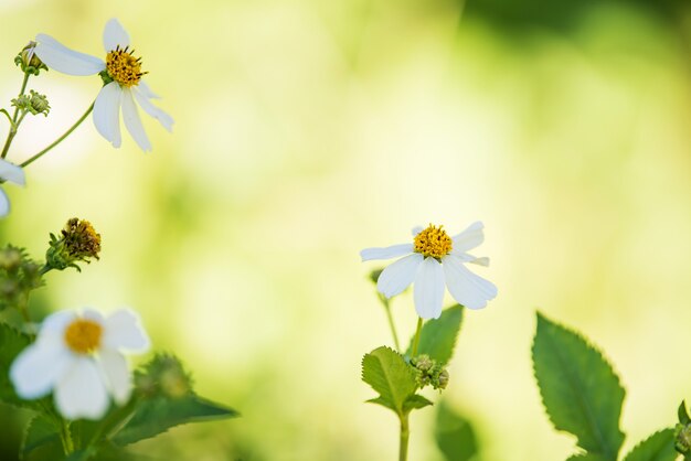 white flower background