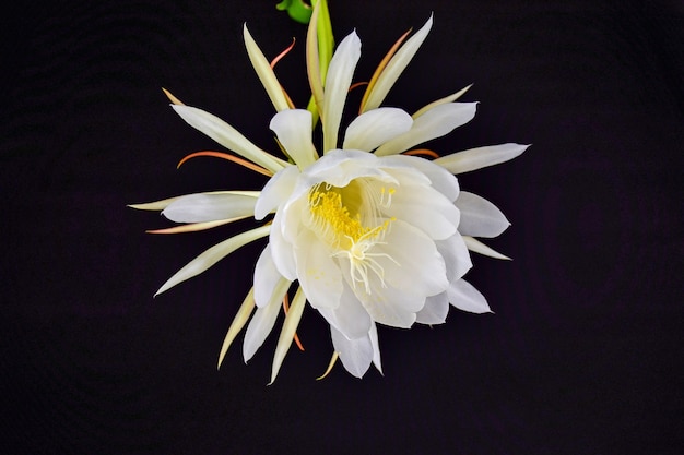 Free photo white flower in a black background