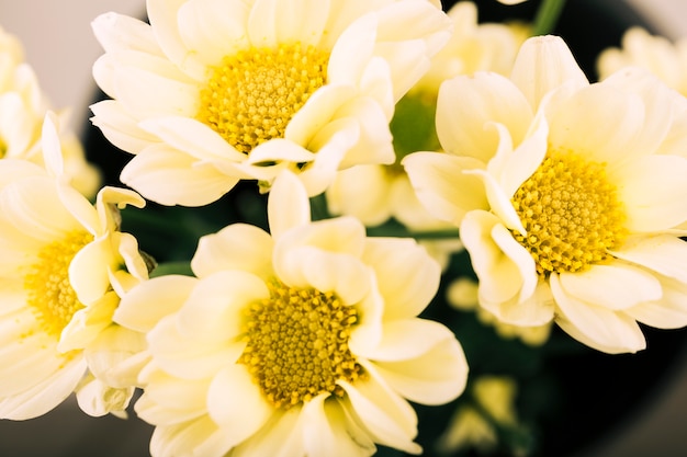 White flower blooming in garden