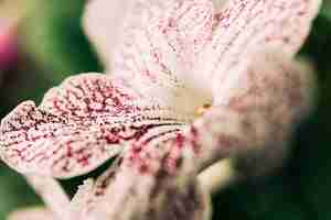 Free photo white flower blooming outdoors