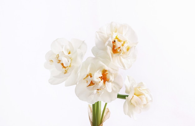 White flower head isolated