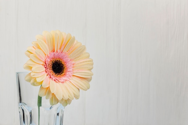 Free Photo white flower inside a vase