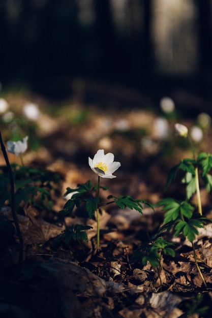 White flower in the middle of a jungle