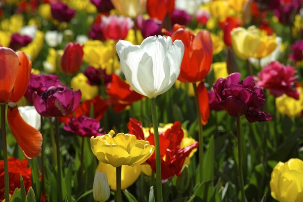 White flower among other yellow and red