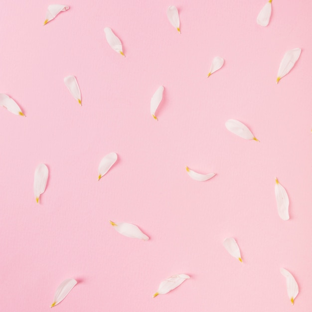 White flower petals on pink background