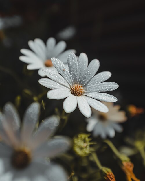 White flower petals with water drops and pollen