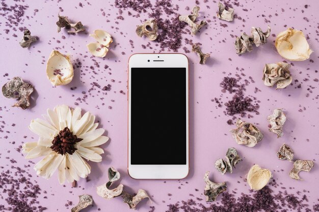 White flower; scrub and dried pod around the smartphone against pink background