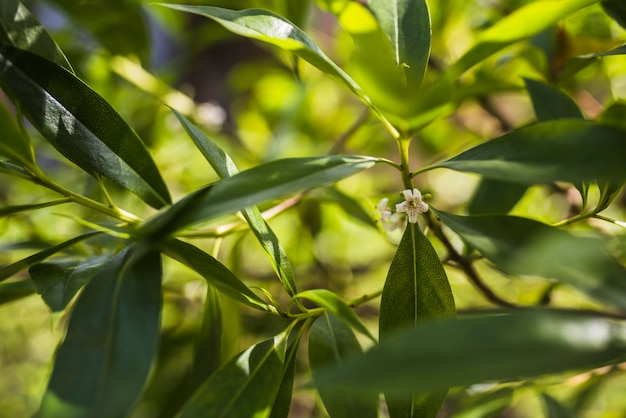 White flower on tree leaves backdrop