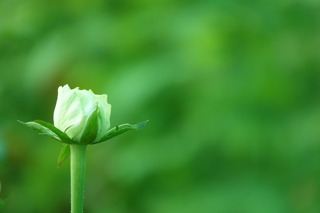 White flower with blurred background