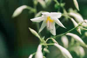 Free photo white flowering plant