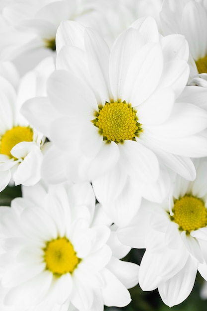 Free photo white flowers arrangement close-up