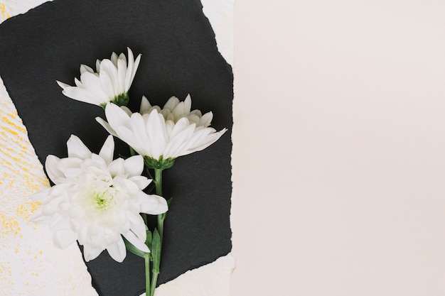 Free Photo white flowers on black paper sheet 