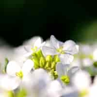 Free photo white flowers in bloom