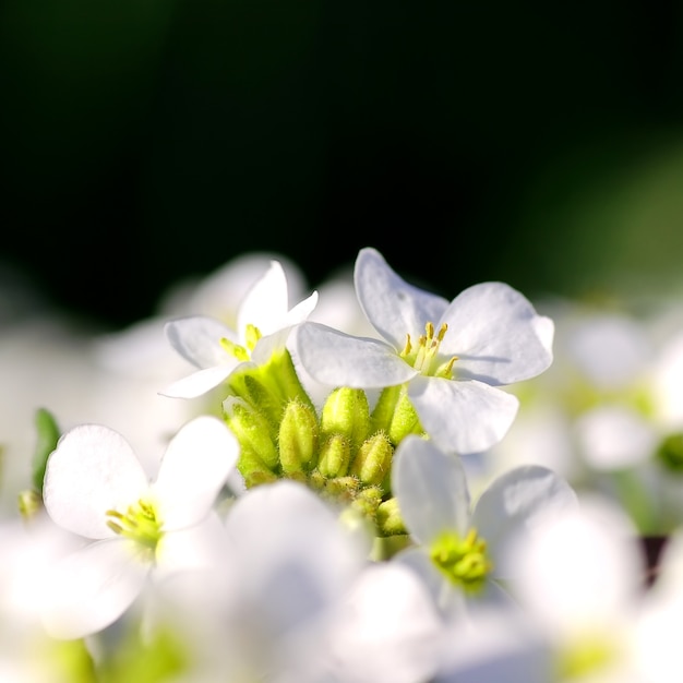 Free Photo white flowers in bloom