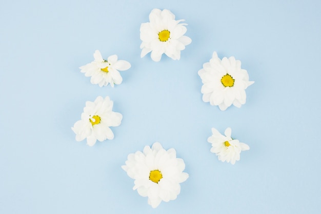 Free photo white flowers on blue background