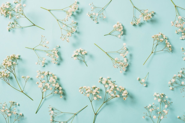 Free Photo white flowers on blue