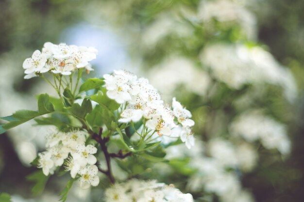 White flowers close up