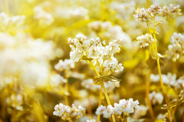 White flowers on the filed at summer.