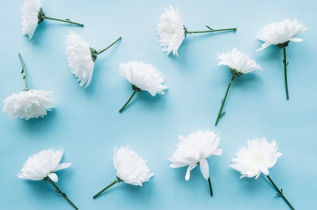 Free Photo white flowers over a light blue background