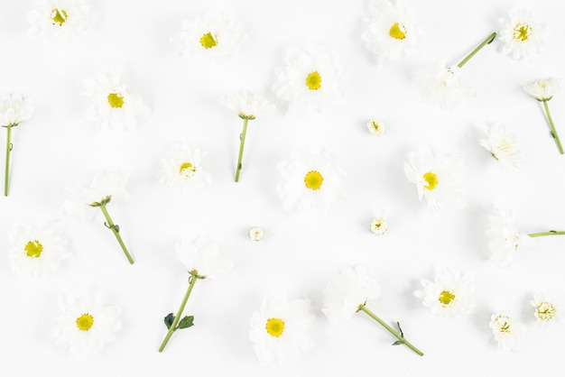 Free Photo white flowers on plain background