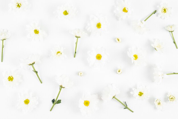 White flowers on plain background