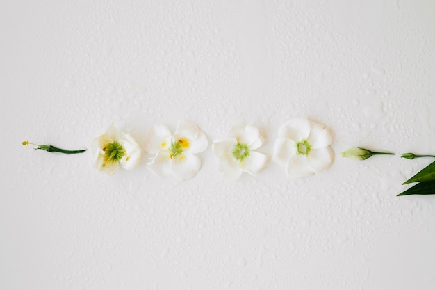 Free Photo white flowers in row