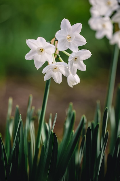 Free Photo white flowers shallow focus