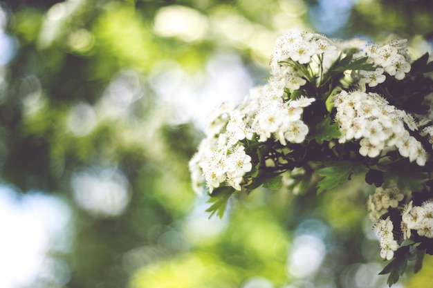 White flowers with blurred background