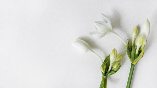 White flowers with buds on plain background