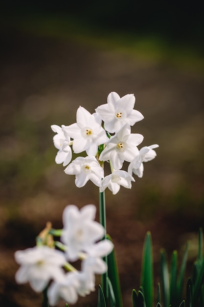 Free photo white flowers with green leaves