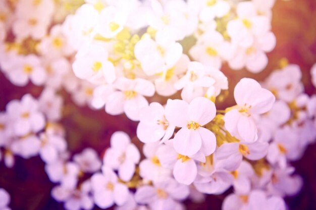 Free photo white flowers with a purple filter