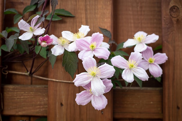 Free photo white flowers on a wooden fence closeup