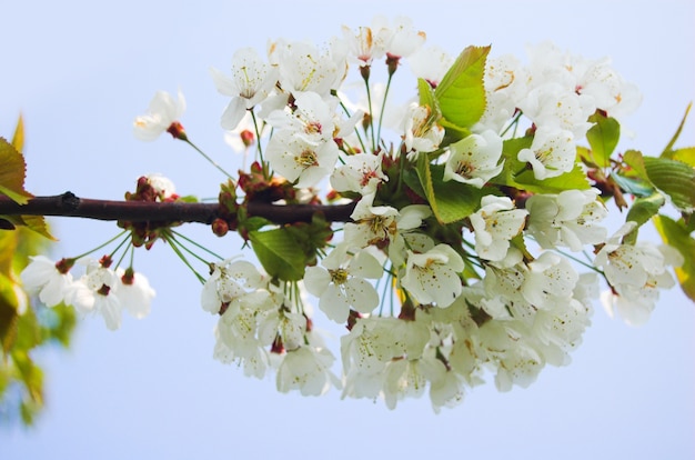 White flowers